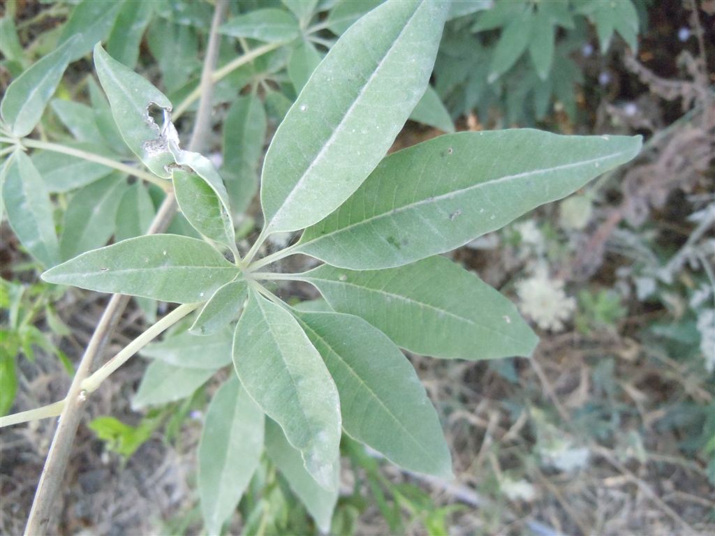 Vitex agnus-castus